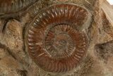 Tall Jurassic Ammonite (Hammatoceras) Display - France #334960-4